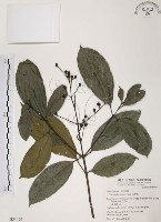藏品(山香圓)的圖片
