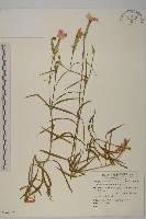 藏品(巴陵石竹)的圖片