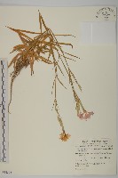 藏品(臺灣瞿麥)的圖片