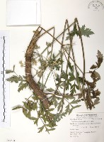 藏品(玉山當歸)的圖片