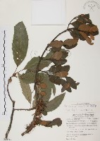 藏品(杜鵑桑寄生)的圖片