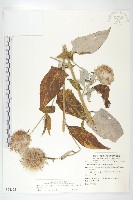 藏品(臺灣青木香)的圖片