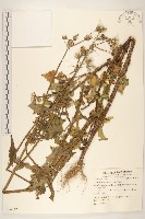 藏品(苦滇菜、苦菜)的圖片