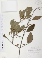 藏品(杜鵑桑寄生)的圖片