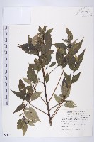 藏品(臺灣青莢葉)的圖片