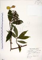 藏品(華八仙)的圖片