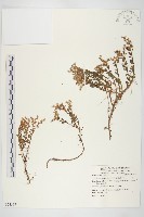 藏品(能高佛甲草)的圖片