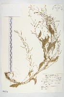 藏品(山芥菜)的圖片