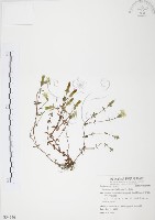 藏品(玉山龍膽)的圖片