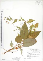 藏品(火炭母草、清飯藤)的圖片