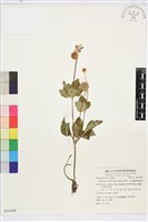 藏品(小白頭翁、野棉花)的圖片