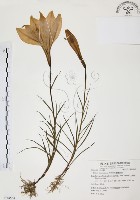 藏品(臺灣百合)的圖片