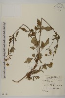 藏品(白花鬼針)的圖片