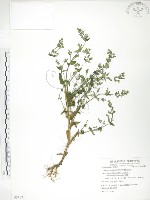 藏品(大籽當藥、巒大當藥)的圖片