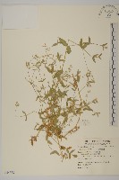 藏品(疏花繁縷)的圖片