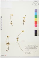 藏品(蓬萊毛茛)的圖片