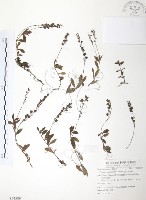 藏品(玉山水苦賈)的圖片