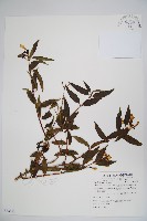 藏品(阿里山忍冬、漸尖葉忍冬)的圖片