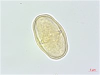 藏品(野當歸)的圖片