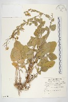 藏品(山芥菜)的圖片