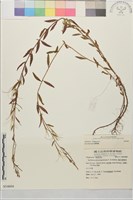 藏品()的圖片