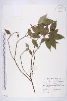 藏品(臺灣青莢葉)的圖片