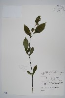 藏品(臺灣馬藍)的圖片