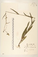 藏品(毛蓮菜)的圖片