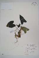 藏品(薄葉細辛、尾花細辛)的圖片