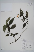 藏品(曲莖馬藍)的圖片