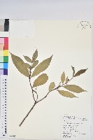 藏品(臺灣土沉香)的圖片