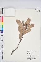 藏品(台灣石櫟)的圖片