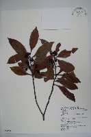 藏品(松田氏冬青)的圖片