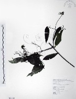 藏品(柱果鐵線蓮)的圖片