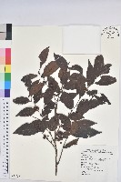 藏品(披針葉饅頭果)的圖片