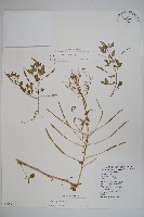 藏品(白花菜)的圖片