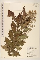 藏品(臺灣山苦苣)的圖片