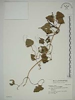 藏品(田代氏鐵線蓮)的圖片