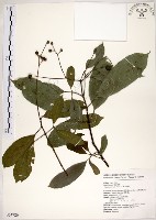 藏品(三葉山香圓)的圖片