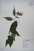 藏品(長花九頭獅子草、山藍)的圖片