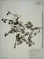 藏品(威靈仙)的圖片