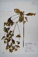 藏品(六角英, 槍刀菜)的圖片