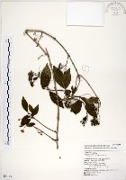 藏品(華八仙)的圖片