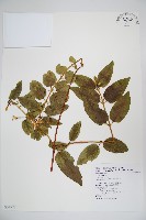 藏品(阿里山忍冬、漸尖葉忍冬)的圖片