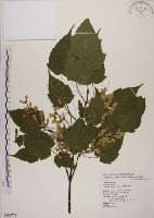 藏品(臺灣紅榨槭)的圖片