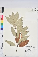 藏品(刺栲、鉤栗、火燒柯)的圖片