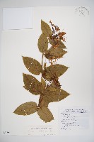 藏品(大花忍冬)的圖片