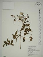 藏品(小木通)的圖片