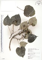 藏品(山桐子)的圖片