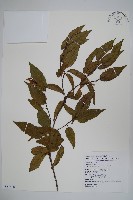 藏品(阿里山千金榆)的圖片